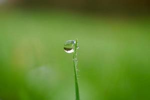 Lassen Sie sich an regnerischen Tagen auf das grüne Gras fallen foto