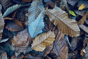 trockene braune Blätter auf dem Boden in der Herbstsaison