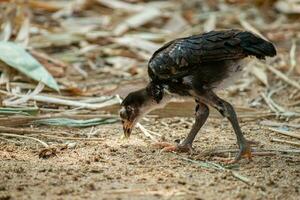 schließen oben Hähnchen auf das Bauernhof foto