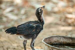 schließen oben Hähnchen auf das Bauernhof foto