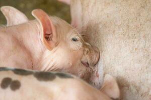 Ferkel auf ein Bauernhof sind verschmutzt, Fütterung auf ihr Mutter Milch. foto