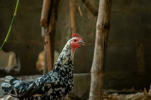 schließen oben Hähnchen auf das Bauernhof foto