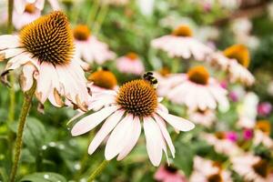 schön Gänseblümchen wachsend im das Garten. Gartenarbeit Konzept, Nahansicht. das Blume ist bestäubt durch ein Hummel. foto