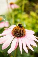 schön Gänseblümchen wachsend im das Garten. Gartenarbeit Konzept, Nahansicht. das Blume ist bestäubt durch ein Hummel. foto