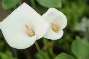 Blume - - Weiß Calla Nahansicht. Gewächshaus mit ein groß Vielfalt von Grün Pflanzen. das Konzept von Pflanzen Pflanzen im Frühling. foto