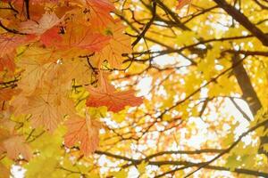 Gelb und rot Herbst Ahorn Blätter im Park gegen Himmel, luftig Baum Geäst, Nahansicht foto