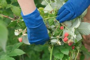 Damen Hände im Blau Handschuhe wählen Himbeeren. foto