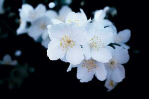 weißer jasmin der zweig zarte frühlingsblumen foto