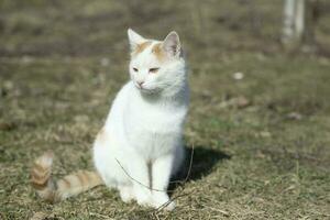 Weiß Katze auf Straße. Haustier ist gehen. jung Katze mit Weiß Haar. foto