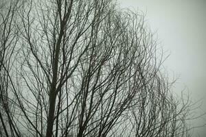 Baum gegen grau Himmel. Baum ohne Blätter. schwarz Geäst. foto
