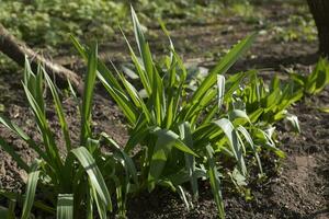 Pflanzen im Garten. Grün Gras. Blume Bett im Hof. foto