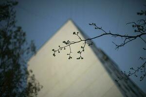 Baum Ast gegen Hintergrund von Himmel und Haus. Frühling Ast von Baum. Pflanze auf Straße. foto