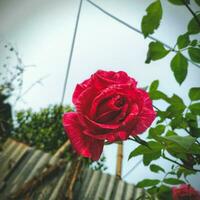 Blume rot Rose Baum Natur schön foto