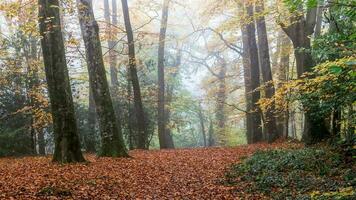 schön Herbst Jahreszeit foto