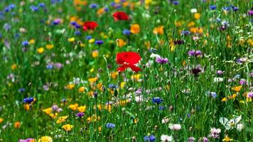 schöne bunte Blumen foto