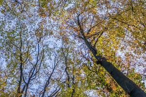 schön Herbst Jahreszeit foto