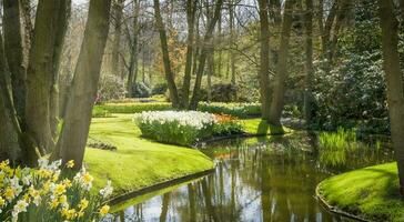 Niederlande bunt Landschaft und Blumen foto