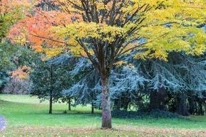 schön Herbst Jahreszeit foto