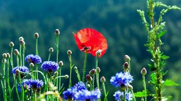 schöne bunte Blumen foto