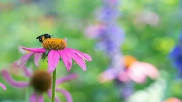 ein Biene bestäubend wie es besucht das Blume von ein Echinacea purpurea, lila Sonnenhut. foto