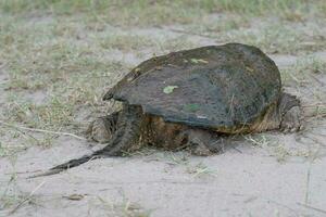 ein entspannt schnappen Schildkröte auf ein früh Juni Morgen im Osten Texas. foto