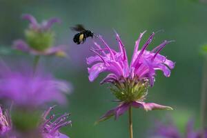 ein Blühen Garten gefüllt mit Monarda Pflanzen und einheimisch Texas Bienen. foto