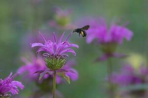 ein schwarz Biene schweben Über ein Blühen Monarda im Frühling. foto