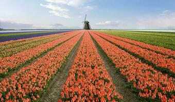 Niederlande bunt Landschaft und Blumen foto