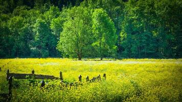 Wandern im Wald foto