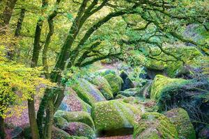 Wald Natur Huelziege im Herbst foto