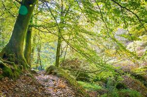 Wald Natur Huelziege im Herbst foto