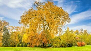 schön Herbst Jahreszeit foto