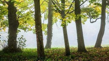 schön Herbst Jahreszeit foto