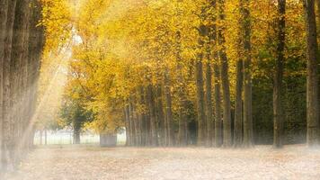 schön Herbst Jahreszeit foto