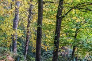 schön Herbst Jahreszeit foto