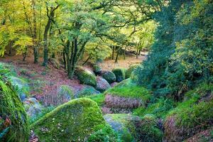 Wald Natur Huelziege im Herbst foto