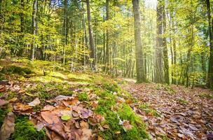 Wald Natur Huelziege im Herbst foto