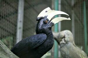 Bucerotiformes Vögel im das Zoo foto