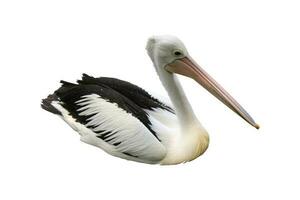 Pelikan auf weißem Hintergrund foto