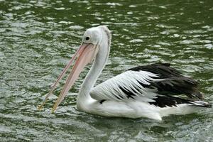 Herde von Pelikane auf das See foto