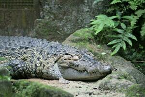 Krokodil im ein Zoo mit das Thema von Tiere und Natur foto