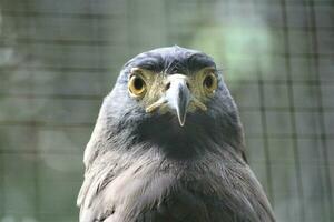 Falke im das Zoo mit Tiere Thema foto