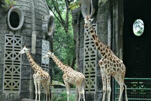 Herde von Giraffen im das Zoo foto