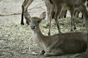 Herde von Hirsch im das Zoo mit Tiere Thema foto