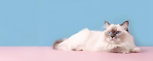 Ragdoll Katze gegen ein Pastell- Blau Hintergrund, ai generiert foto