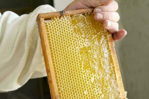 Aufdecken Honig Zellen mit ein Gabel. Fachmann Imker hält hölzern Rahmen mit Biene Bienenwabe im seine Hände, sammelt frisch Gelb Süss Honig mit Besondere Werkzeug. foto