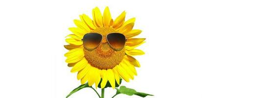 lustige Sonnenblume mit Sonnenbrille auf weißem Hintergrund foto