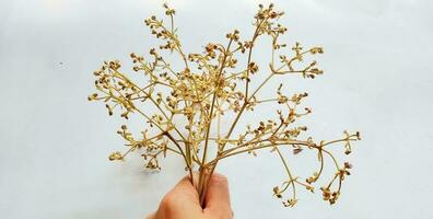 Hand halten braun Blume Stiele mit klein Punkte auf das Weiß Hintergrund. foto