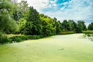 Schönes Grassumpfschilf, das am Uferreservoir in der Landschaft wächst foto