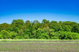 schöne horizontlandschaft in der dorfwiese auf natürlichem farbhintergrund foto